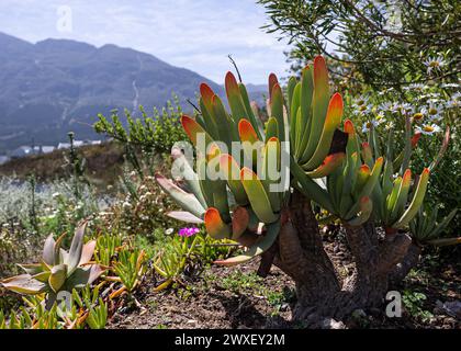 Aloe plicatilis, aloès en éventail pousse dans la nature. Arbuste avec de grandes feuilles vert orange. Usines d'Afrique du Sud. Papier peint végétal coloré Banque D'Images