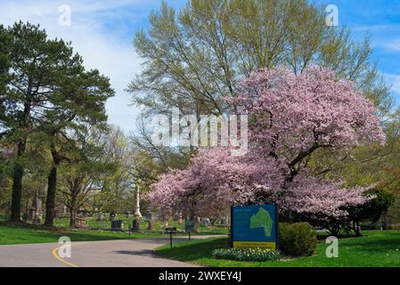 Un cerisier fleuri orne la route d'entrée dans le cimetière Lake View de Cleveland, un site populaire pour les gens de marcher et de réfléchir. Banque D'Images