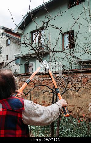 Femme âgée élaguant des branches de pomme. Heure du printemps Banque D'Images