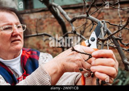 Femme âgée élaguant des branches de pomme. Heure du printemps Banque D'Images