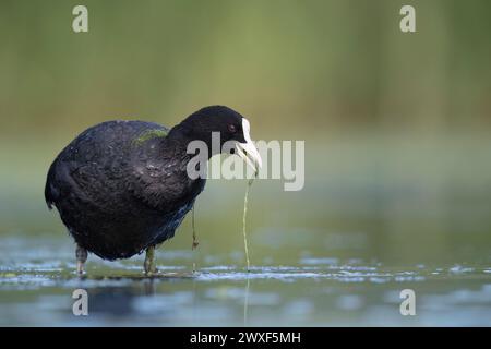 La Coot eurasienne (Fulica atra) les oiseaux Rallidae. Banque D'Images