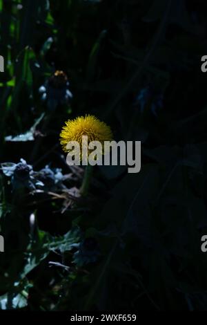 Lueur dorée. La danse du pissenlit entre la lumière et l'ombre. Lumière et ombre. Gros plan. Banque D'Images
