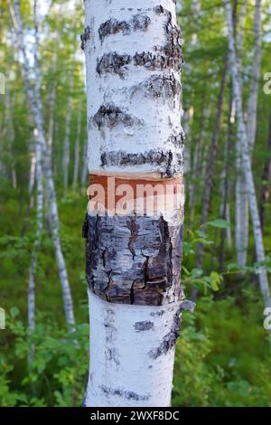 Écorce de pelage sur l'arbre de bouleau argenté en Mongolie intérieure, Chine Banque D'Images