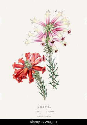 Erica. Illustration de fleur colorée. Art botanique vintage Circa 1848 Banque D'Images