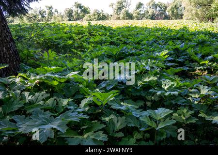 Gros fourrés de Sosnowsky hogweed (Heracleum sonowskyi) dans le champ Banque D'Images