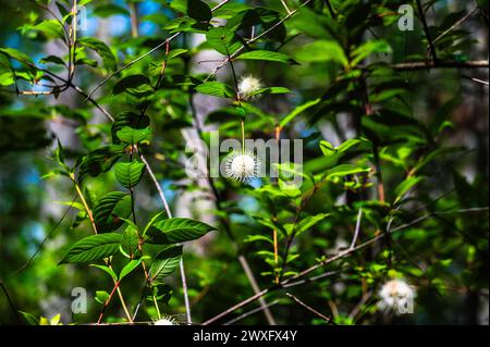 Fort Myers Button Bush Banque D'Images