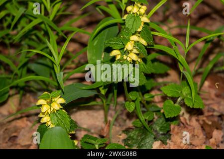 Plante jaune Lamium galeobdolon (communément appelé archange jaune, usine d'artillerie, usine d'aluminium, museau de belette jaune), forme générale Banque D'Images