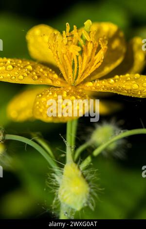 Fleurs jaunes vives de la plante Chelidonium majus (communément appelée plus grande célandine, nipplewort, himédullaire, tetterwort), en gros plan Banque D'Images