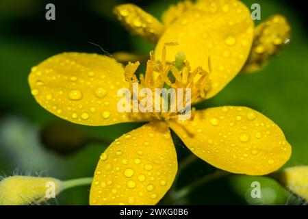 Fleurs jaunes vives de la plante Chelidonium majus (communément appelée plus grande célandine, nipplewort, himédullaire, tetterwort), en gros plan Banque D'Images