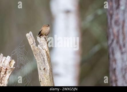 Godalming, Royaume-Uni. 30 mars 2024. Jeudi Common, Elstead. 30 mars 2024. Un début de journée ensoleillé pour les Home Counties. Un wren (troglodytes troglodytes) au premier feu le samedi de Pâques à jeudi Common près de Godalming dans le Surrey. Crédit : james jagger/Alamy Live News Banque D'Images