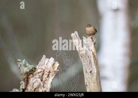 Godalming, Royaume-Uni. 30 mars 2024. Jeudi Common, Elstead. 30 mars 2024. Un début de journée ensoleillé pour les Home Counties. Un wren (troglodytes troglodytes) au premier feu le samedi de Pâques à jeudi Common près de Godalming dans le Surrey. Crédit : james jagger/Alamy Live News Banque D'Images