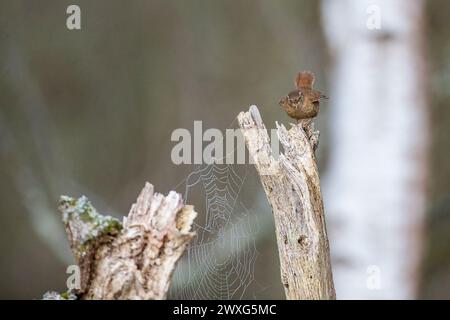 Godalming, Royaume-Uni. 30 mars 2024. Jeudi Common, Elstead. 30 mars 2024. Un début de journée ensoleillé pour les Home Counties. Un wren (troglodytes troglodytes) au premier feu le samedi de Pâques à jeudi Common près de Godalming dans le Surrey. Crédit : james jagger/Alamy Live News Banque D'Images