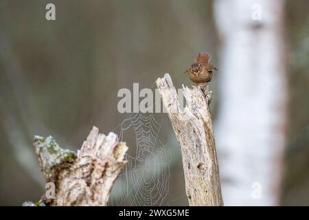 Godalming, Royaume-Uni. 30 mars 2024. Jeudi Common, Elstead. 30 mars 2024. Un début de journée ensoleillé pour les Home Counties. Un wren (troglodytes troglodytes) au premier feu le samedi de Pâques à jeudi Common près de Godalming dans le Surrey. Crédit : james jagger/Alamy Live News Banque D'Images