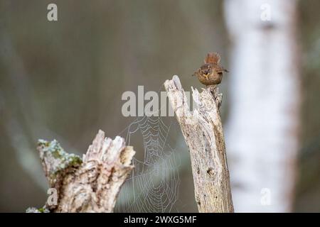 Godalming, Royaume-Uni. 30 mars 2024. Jeudi Common, Elstead. 30 mars 2024. Un début de journée ensoleillé pour les Home Counties. Un wren (troglodytes troglodytes) au premier feu le samedi de Pâques à jeudi Common près de Godalming dans le Surrey. Crédit : james jagger/Alamy Live News Banque D'Images