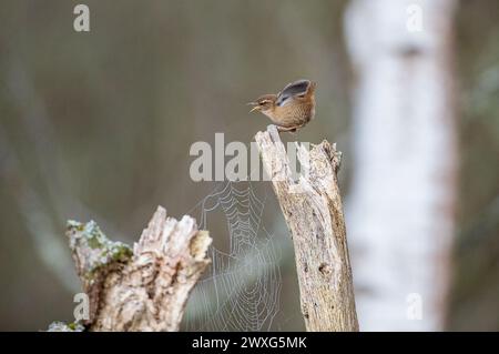 Godalming, Royaume-Uni. 30 mars 2024. Jeudi Common, Elstead. 30 mars 2024. Un début de journée ensoleillé pour les Home Counties. Un wren (troglodytes troglodytes) au premier feu le samedi de Pâques à jeudi Common près de Godalming dans le Surrey. Crédit : james jagger/Alamy Live News Banque D'Images