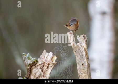 Godalming, Royaume-Uni. 30 mars 2024. Jeudi Common, Elstead. 30 mars 2024. Un début de journée ensoleillé pour les Home Counties. Un wren (troglodytes troglodytes) au premier feu le samedi de Pâques à jeudi Common près de Godalming dans le Surrey. Crédit : james jagger/Alamy Live News Banque D'Images