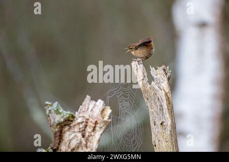 Godalming, Royaume-Uni. 30 mars 2024. Jeudi Common, Elstead. 30 mars 2024. Un début de journée ensoleillé pour les Home Counties. Un wren (troglodytes troglodytes) au premier feu le samedi de Pâques à jeudi Common près de Godalming dans le Surrey. Crédit : james jagger/Alamy Live News Banque D'Images