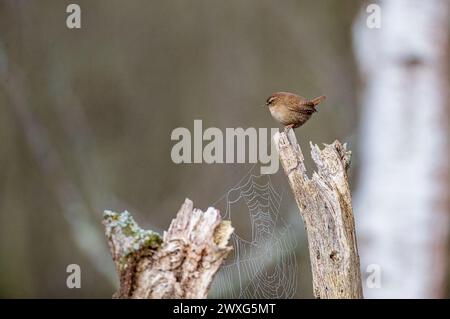 Godalming, Royaume-Uni. 30 mars 2024. Jeudi Common, Elstead. 30 mars 2024. Un début de journée ensoleillé pour les Home Counties. Un wren (troglodytes troglodytes) au premier feu le samedi de Pâques à jeudi Common près de Godalming dans le Surrey. Crédit : james jagger/Alamy Live News Banque D'Images