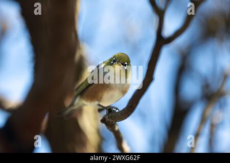 Oiseau Waxeye de Nouvelle-Zélande, aussi appelé Silvereye ou Tauhou, perché gracieusement sur une branche, son plumage vibrant capte la lumière. Banque D'Images