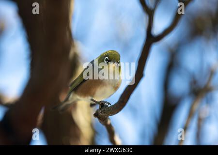 Oiseau Waxeye de Nouvelle-Zélande, aussi appelé Silvereye ou Tauhou, perché gracieusement sur une branche, son plumage vibrant capte la lumière. Banque D'Images