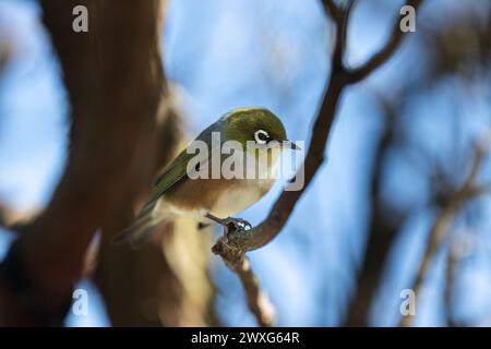 Oiseau Waxeye de Nouvelle-Zélande, aussi appelé Silvereye ou Tauhou, perché gracieusement sur une branche, son plumage vibrant capte la lumière. Banque D'Images