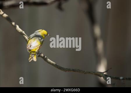 Oiseau Waxeye de Nouvelle-Zélande, aussi appelé Silvereye ou Tauhou, perché gracieusement sur une branche, son plumage vibrant capte la lumière. Banque D'Images