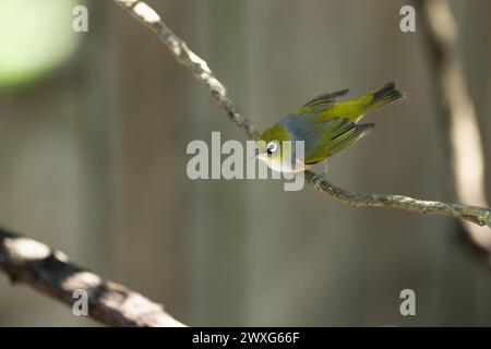 Oiseau Waxeye de Nouvelle-Zélande, aussi appelé Silvereye ou Tauhou, perché gracieusement sur une branche, son plumage vibrant capte la lumière. Banque D'Images