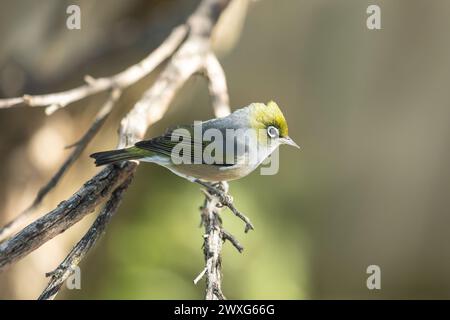 Oiseau Waxeye de Nouvelle-Zélande, aussi appelé Silvereye ou Tauhou, perché gracieusement sur une branche, son plumage vibrant capte la lumière. Banque D'Images