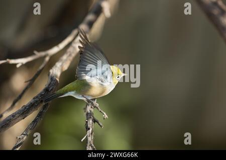 Oiseau Waxeye de Nouvelle-Zélande, aussi appelé Silvereye ou Tauhou, perché gracieusement sur une branche, son plumage vibrant capte la lumière. Banque D'Images