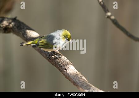 Oiseau Waxeye de Nouvelle-Zélande, aussi appelé Silvereye ou Tauhou, perché gracieusement sur une branche, son plumage vibrant capte la lumière. Banque D'Images