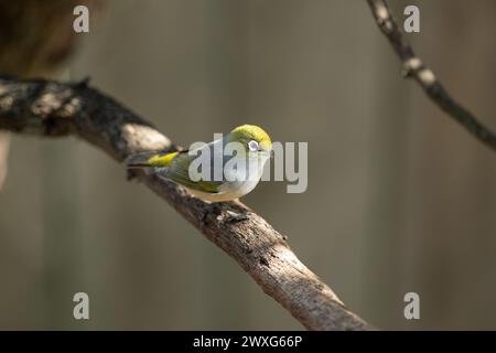 Oiseau Waxeye de Nouvelle-Zélande, aussi appelé Silvereye ou Tauhou, perché gracieusement sur une branche, son plumage vibrant capte la lumière. Banque D'Images