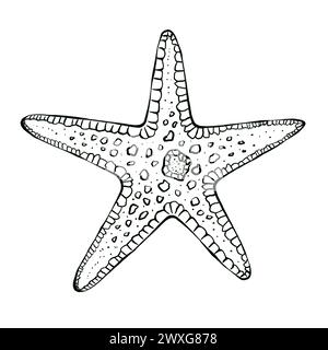 Monde sous-marin avec des animaux marins. Illustration graphique dessinée à la main d'une étoile de mer. Dessiné à l'encre noire dans le style croquis. Isolé sur fond blanc, de Banque D'Images