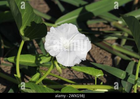 Fleur blanche sur une plante de gloire matinale de l'eau (ipomoea aquatica) Banque D'Images