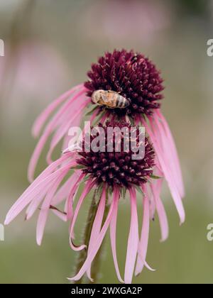 Echinacea pallida Banque D'Images