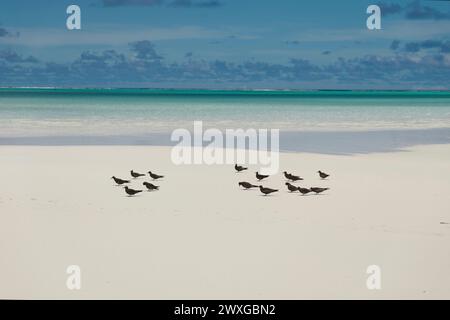 Oiseaux sur un banc de sable dans le Pacifique Sud Banque D'Images