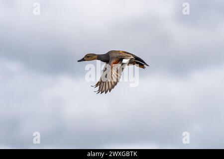 Gros plan de Gadwall volant de droite à gauche, Mareca strepera, dans un beau plumage pendant la saison d'accouplement avec des ailes pointant vers le bas et de belles couleurs Banque D'Images