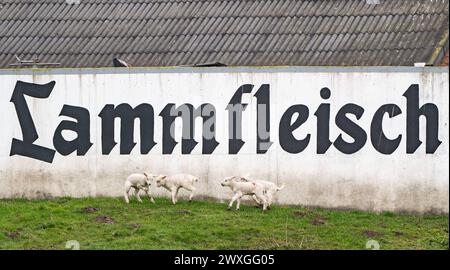 Kleine Lämmer an Ostern 2024 auf der Nordseeinsel Sylt - auf dem Gänsehof in KeitumKleine Lämmer an Ostern 2024 auf der Nordseeinsel Sylt - auf dem Gänsehof in Keitum, Sylt Schleswig-Holstein Deutschland Keitum *** petits agneaux à Pâques 2024 sur l'île de Sylt en mer du Nord à la Gänsehof à Keitum petits agneaux à Pâques 2024 sur l'île de Sylt en mer du Nord à la Gänsehof à Keitum, Sylt Schleswig Holstein Allemagne Keitum Banque D'Images