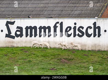 Kleine Lämmer an Ostern 2024 auf der Nordseeinsel Sylt - auf dem Gänsehof in KeitumKleine Lämmer an Ostern 2024 auf der Nordseeinsel Sylt - auf dem Gänsehof in Keitum, Sylt Schleswig-Holstein Deutschland Keitum *** petits agneaux à Pâques 2024 sur l'île de Sylt en mer du Nord à la Gänsehof à Keitum petits agneaux à Pâques 2024 sur l'île de Sylt en mer du Nord à la Gänsehof à Keitum, Sylt Schleswig Holstein Allemagne Keitum Banque D'Images