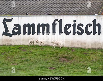 Kleine Lämmer an Ostern 2024 auf der Nordseeinsel Sylt - auf dem Gänsehof in KeitumKleine Lämmer an Ostern 2024 auf der Nordseeinsel Sylt - auf dem Gänsehof in Keitum, Sylt Schleswig-Holstein Deutschland Keitum *** petits agneaux à Pâques 2024 sur l'île de Sylt en mer du Nord à la Gänsehof à Keitum petits agneaux à Pâques 2024 sur l'île de Sylt en mer du Nord à la Gänsehof à Keitum, Sylt Schleswig Holstein Allemagne Keitum Banque D'Images