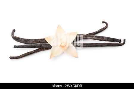 Belle fleur de vanille avec des bâtons isolés sur fond blanc Banque D'Images