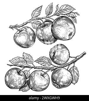 Pommes sur branche avec des feuilles. Dessins de fruits dessinés à la main dans le style de gravure vintage. Illustration d'esquisse Illustration de Vecteur