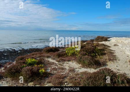 La plage et les falaises et Seahaven près de Brighton Banque D'Images