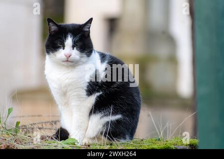 Chat noir et blanc posant en plein air Banque D'Images
