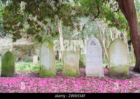 Rhododendron rose dans le vieux cimetière de Southampton Banque D'Images