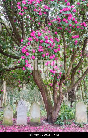 Rhododendron rose dans le vieux cimetière de Southampton Banque D'Images