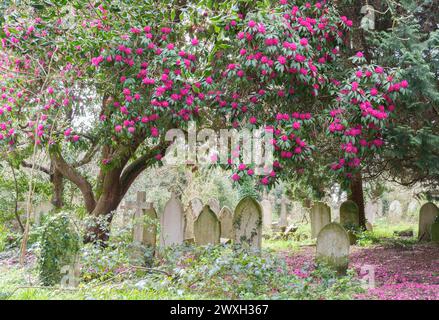 Rhododendron rose dans le vieux cimetière de Southampton Banque D'Images