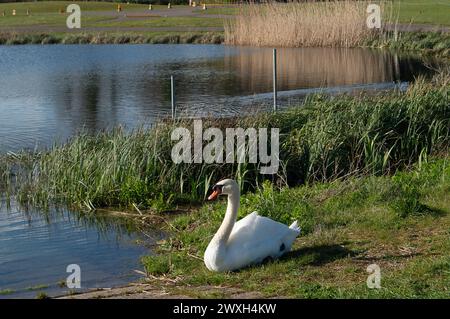 Dorney, Buckinghamshire, Royaume-Uni. 30 mars 2024. Un cygne à Dorney Lake. C'était une belle journée ensoleillée aujourd'hui à Dorney Lake dans le Buckinghamshire. Dorney Lake est utilisé par les garçons d'Eton College pour l'aviron, mais il a également accueilli les Jeux olympiques en 2012. Crédit : Maureen McLean/Alamy Live News Banque D'Images