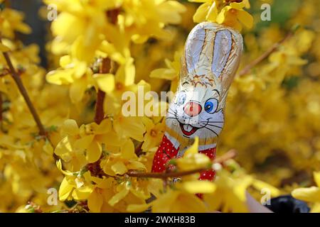 Wernigerode, Allemagne. 31 mars 2024. Un lapin de Pâques en chocolat est tenu devant un buisson de forsythia fleuri. Crédit : Matthias Bein/dpa/Alamy Live News Banque D'Images