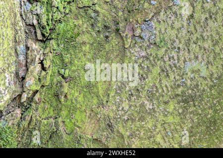 Gros plan sur l'écorce d'Un arbre Zelkova Serrata à Amsterdam aux pays-Bas 21-3-2024 Banque D'Images