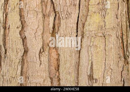 Gros plan sur l'écorce d'Un arbre Acer Saccharinum à Amsterdam, pays-Bas 21-3-2024 Banque D'Images